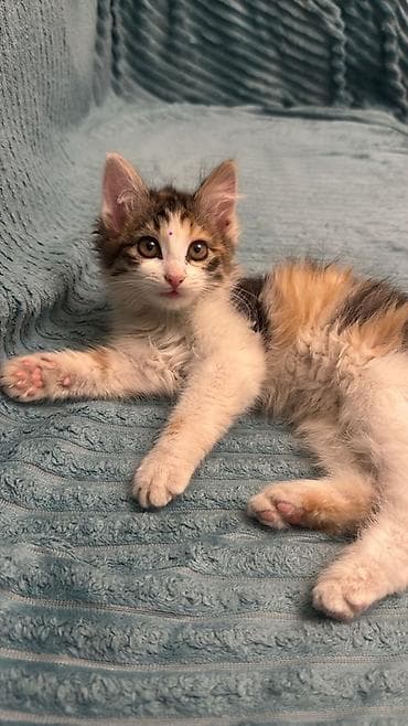 koska: Dişi, Yaxşı əllərə — 1