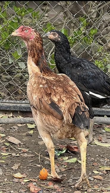 Toyuq cücələri, Damazlıq