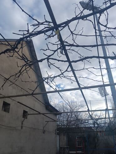 qızıl gül buketi: Baqlarda abadlik isleri — 1