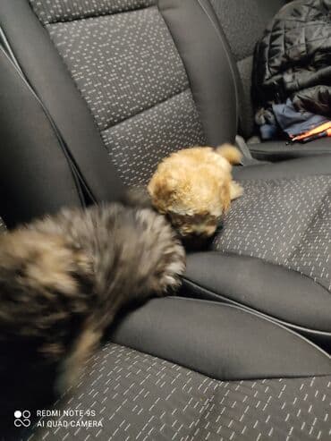 ən gözəl itlər: Pudel — 4