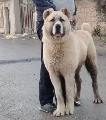 kangal itləri: Alabay, 10 ay, Erkek, Peyvəndli — 2