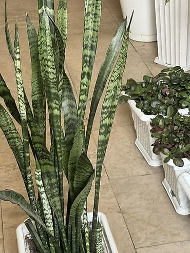 Bitki satışı – Sansevieria (Qaynanadili), sukkulentlər və kaktuslar — 1