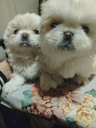 ov iti haqqinda melumat: Pekines, Erkek, Peyvəndli — 3