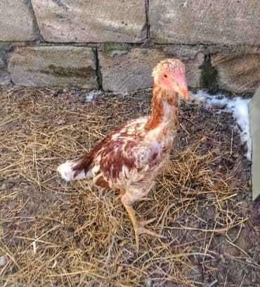 sumqayit toyuq: Toyuq, Ətlik — 2