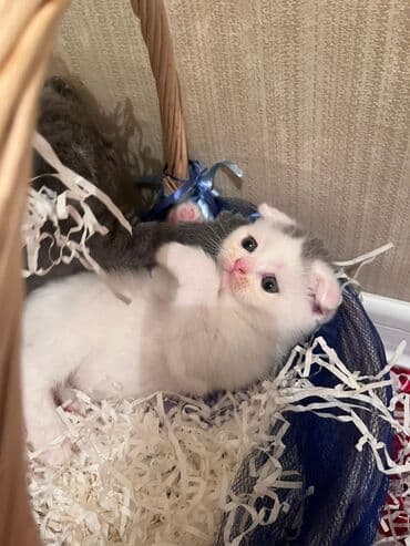 it pişik: Şotland yastı qulaq — 7