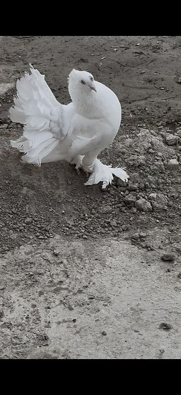 goyercin satışı: Qizgin tek erkey London povlini satilir — 2