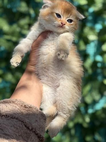 вислоухий шотландец котенок: Шотландская — 8