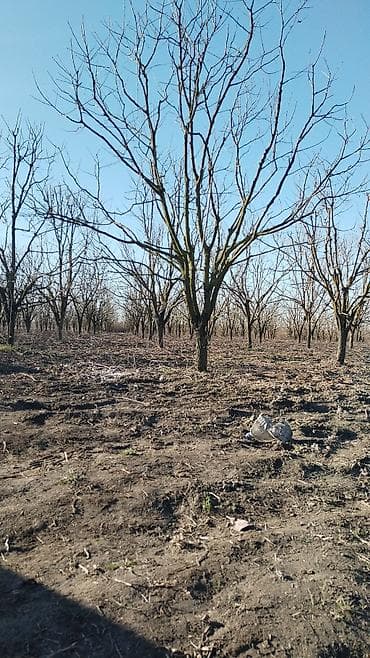 muwvuqde ev satan: Kənd təsərrüfatı — 1