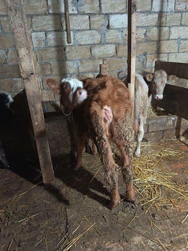 sud veren inek satilir: Dana, buzov, Dişi, ay: 6, 70 kq, Ətlik, Ünvandan götürmə — 5