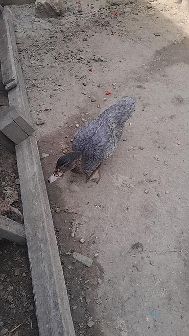 K/t heyvanları və malları: Muscovy ördəkləri (indo-ördək) – 2 ədəd cavan quş Xüsusiyyətlər: - — 5