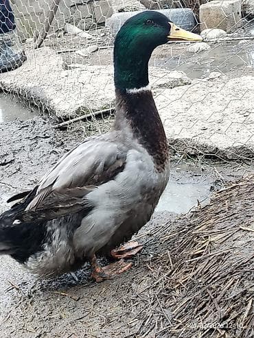 qaz quş: Blue Rouen Ördeklerinin satışı — 3