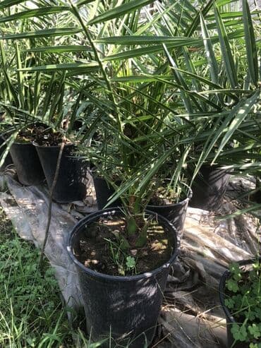 palma ağacları: Qabda xurma palması (Phoenix dactylifera tipli dekorativ xurma) - — 2