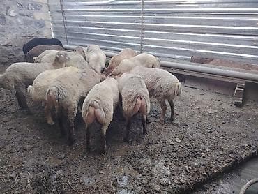 yem satisi: Salam təmiz Qurbanlıq 8 - 9 - aylıq ərkək quzulardır diri çəki satılır — 9