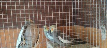 отдам в добрые руки: 5 ədəd quşdu.iki cüt hazır maya erkekdi.biri tək erkekdi adı — 1