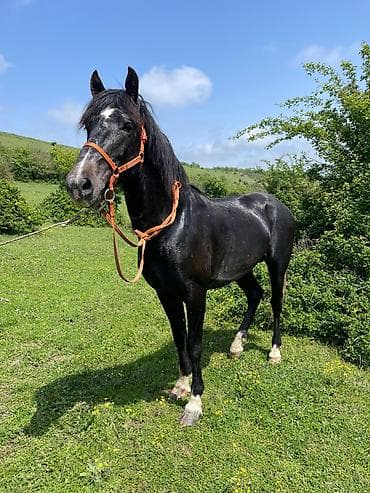 doberman balasi satilir: 9 yasi var, caparaqdi, hecbir pis xasiyyeti yoxdur, saglam atdir — 4