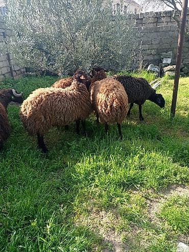 qoyun qala: Erkək, Qala, il: 1, 70 kq, Damazlıq, Ətlik, Ünvandan götürmə — 8