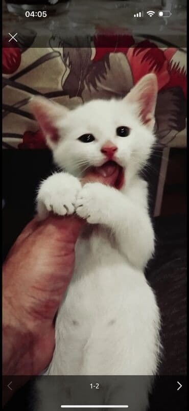 cins pişiklər: Ağ rəngli balaca pişik balası - Tamamilə ağ tüklü, yumşaq və sıx yun — 2