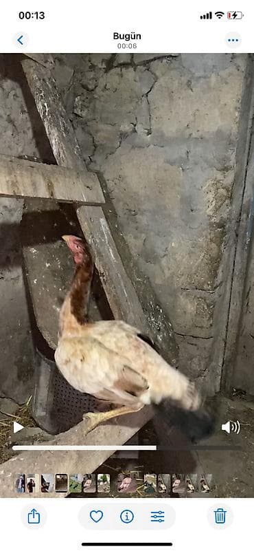 tutuquşu haqqinda melumat: Təmiz heyratı isdiyən buyursun watsapda vidyolarını ata bilərəm.boş — 1