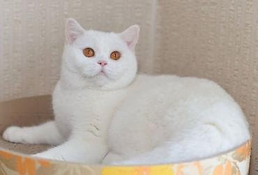 Птицы: Британская, Самец, В добрые руки, Платная доставка — 1