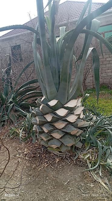 Çöl bitkiləri: Çöl bitkiləri — 2