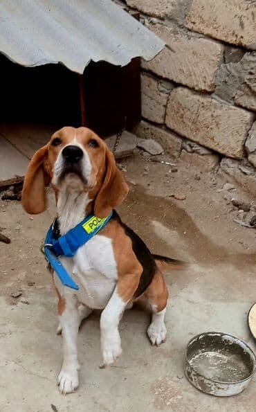 отдам собаку в хорошие руки: Бигль — 1