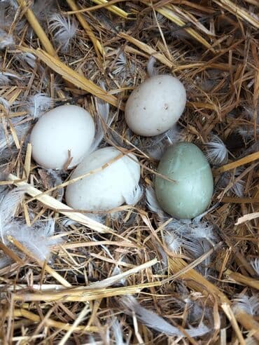 Süd məhsulları və yumurtalar: Şəkildəki heyvanların yumurtaları satılır yaşılbaş kayuqa Pekin — 3