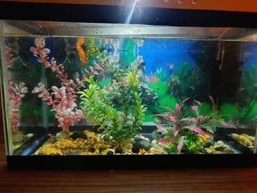 akvarium filterleri: Təcili satılır köclə — 6