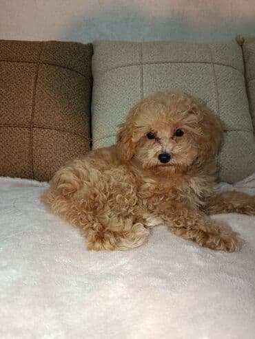 щенок в хорошие руки: Пудель, 3 месяца, Самка, С прививками, Самовывоз — 3