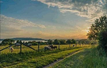Fermaya qoyuna baxmaq ucun Cobana ehtiyac var.Aileli olanlara ustunluk lalafo.az -da Fermaya qoyuna baxmaq ucun Cobana ehtiyac var.Aileli olanlara ustunluk