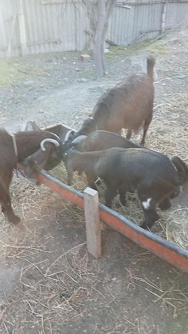 cücə və xoruz təmsil: Hələb keçisidi 4 ana keçi 1erkek 5 bala keçidir — 2