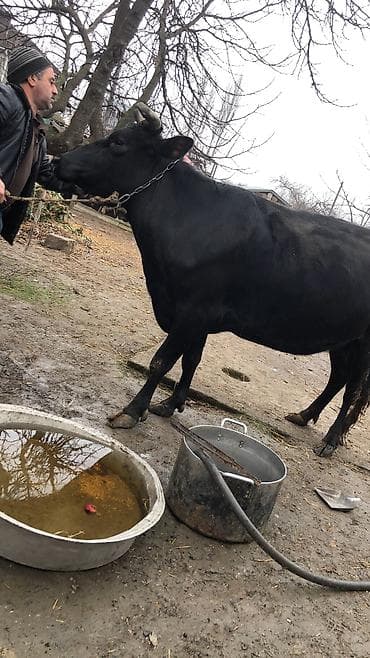 simmental danalarin satisi: Dişi, il: 4, 1900 kq, Südlük, Ünvandan götürmə — 4
