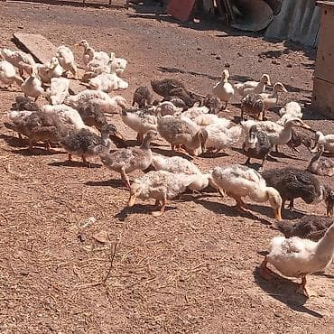 en gozel itler: Satılır: 🐥 ördək balaları 🐥 1 aylıq sağlam və aktiv ördək balaları — 5