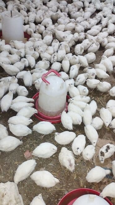hinduşka əti: Satışda bildirmişlər var. balaca cücələri hazır yumurtalıyan temiz — 2