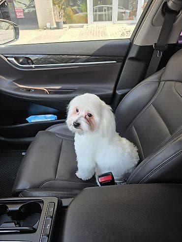 meydan itleri: Malta bolonka, 10 ay, Erkek, Cütləşmə üçün — 7