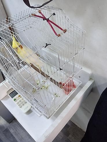 Məhsul: Nimbusi tüklü sarı-krem rəngli nimfa tutuquşu (cockatiel) və