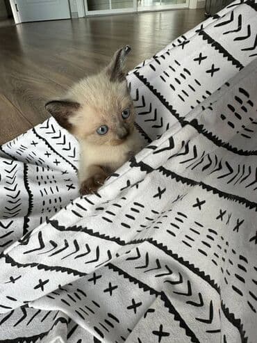 siyam pişik: Siam, Dişi, Erkək, Yaxşı əllərə, Ödənişli çatdırılma, Ünvandan götürmə — 4