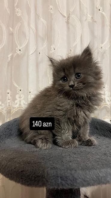 husky balası: Silver Sinsila balalari Erkek ve disi Qurd dermanlari verilib — 3