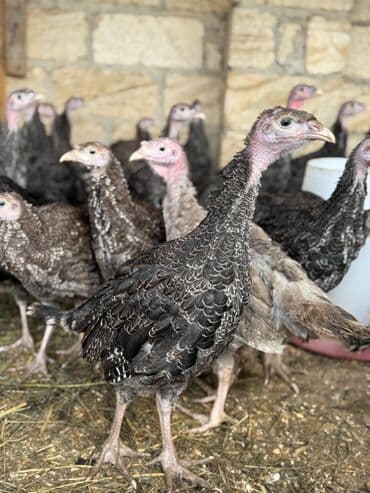 bala kirpi: Amerikan bronz hind quşu balaları satılır!!! Hər həftə çıxışımız var — 1