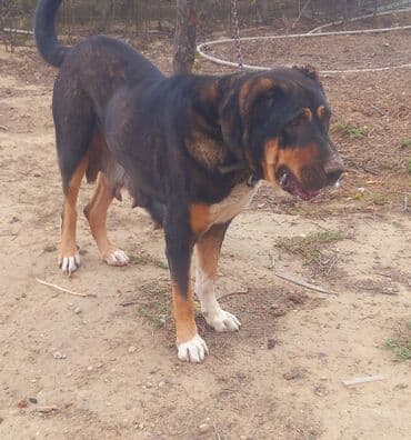 доберман цена в баку: Dişi — 2