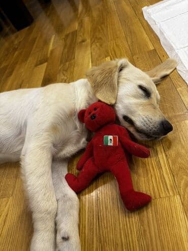 itlerin pulsuz verilmesi: Retriever — 2