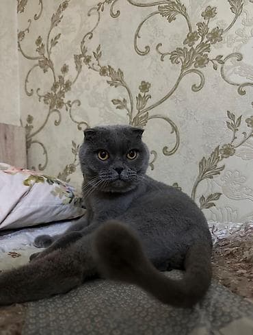 Şotland, Erkək