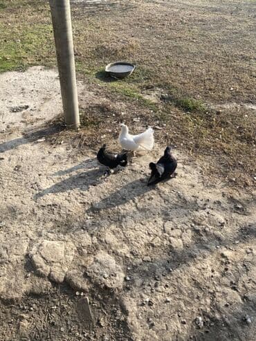 Heyvanlar üçün mallar: ÜNVAN ŞEKİ 3çü bir yerde o qiymete Barterde var fere toyuqla Məhsul — 1