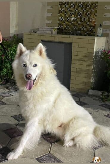 pitbull tap az: Хаски, 3 годa, Самец, С прививками — 1