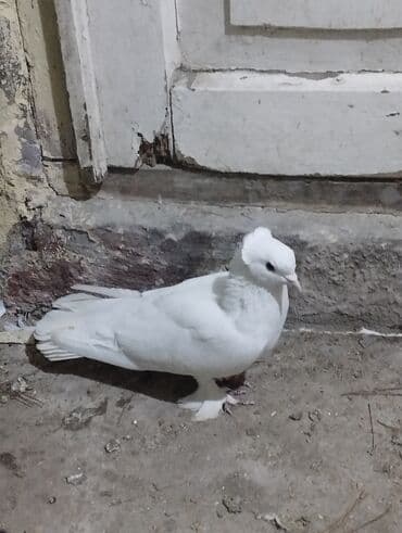 Akkumulyatorlar: Tam saglam erkeydi. Kesik tutulib quw goz qabagundadi. 17 tukdu — 3