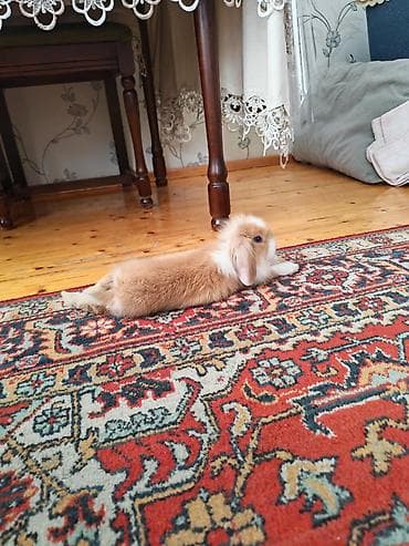 dekarativ heyvanlar: 2kisi bir yerde satilir Ev üçün dekorativ dovşan balaları - Cins — 2