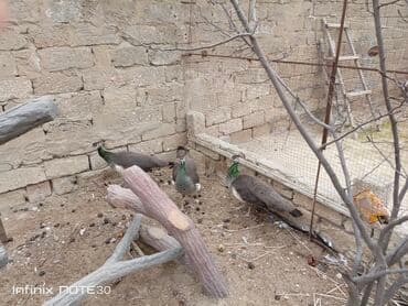 cücə və xoruz: Tovuz quşu satılır dişi və erkək var — 4