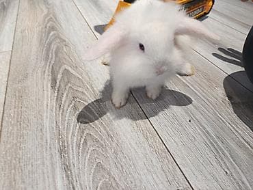 qax heyvan bazar: 1ayliq.Mavi gozli holland lop balası — 2