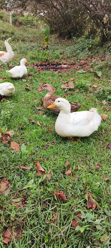 cins ineklerin qiymeti: Məhsul: ördək sürüsü Təsvir: - Çoxrəngli və müxtəlif cinslərdən olan — 3