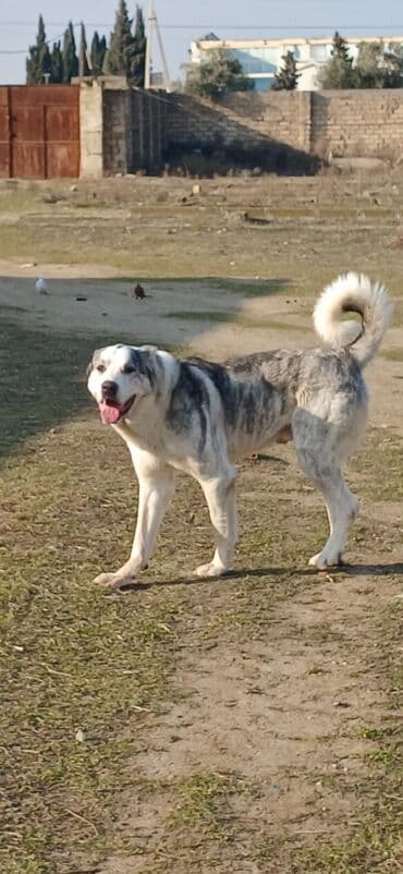 Lexus: Qurdbasar, 1 il, Erkek, Peyvəndli, Ödənişli çatdırılma — 1