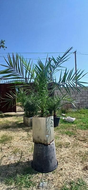 nokia yarpaq: Xurma xurması (Phoenix dactylifera) – dekorativ xurma palmaları - — 3